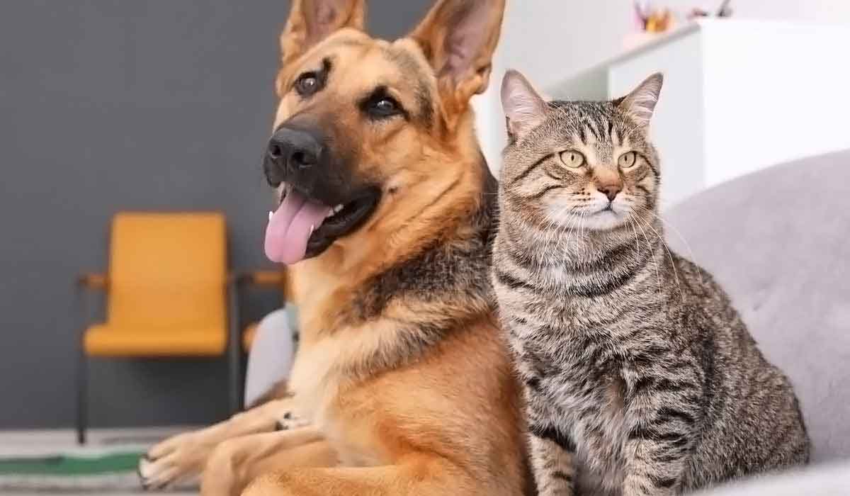 个人免费使用的获取手机号验证码平台